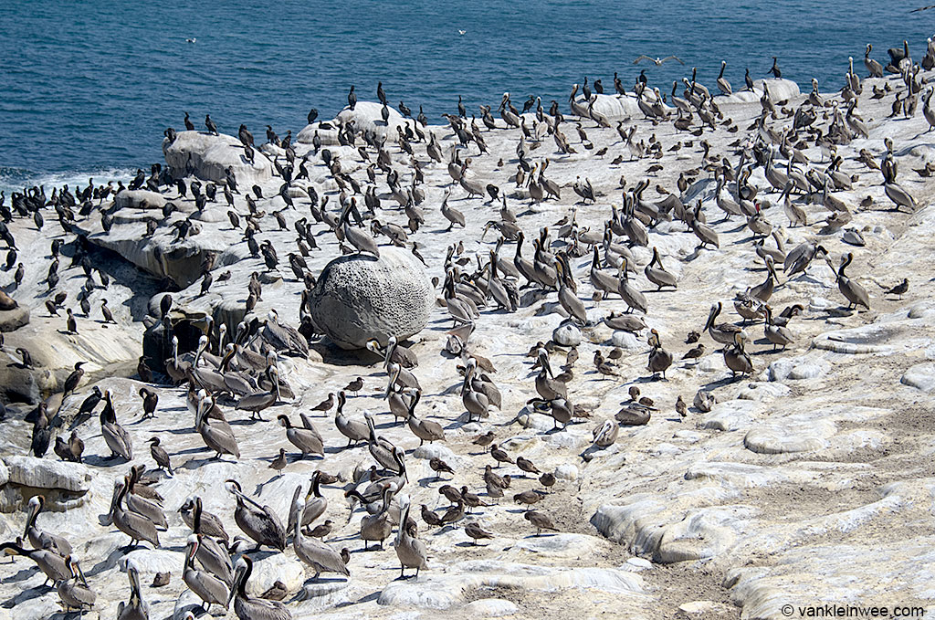 La Jolla, San Diego, California, USA, where dozens of second-calendar year Heermann's Gulls were present. 11 April 2013.