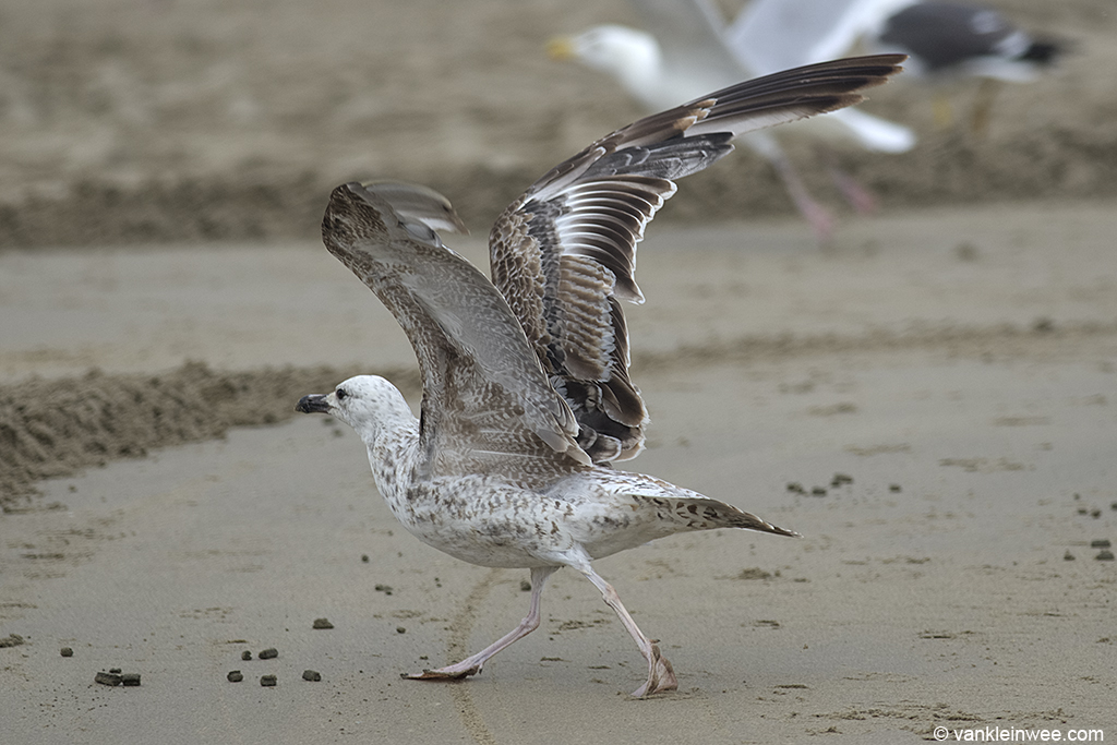 Second-calendar year Caspian Gull (Larus cachinnans). Noordwijk aan Zee, The Netherlands, 23 June 2013.