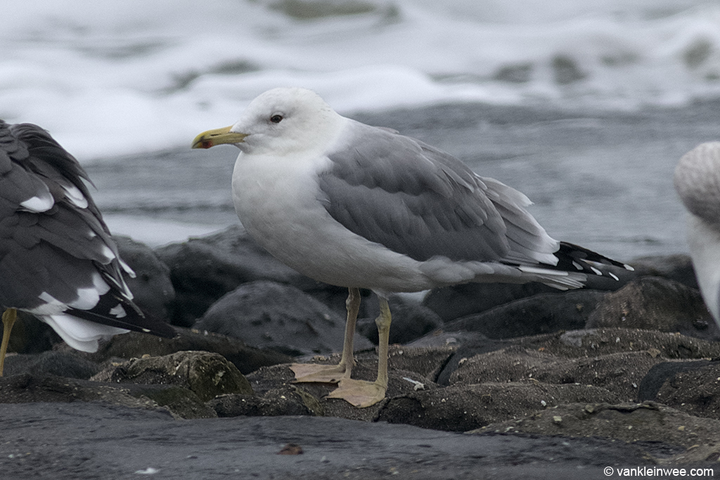 Adult Caspian Gull. Westkapelle, The Netherlands, 18 October 2013.
