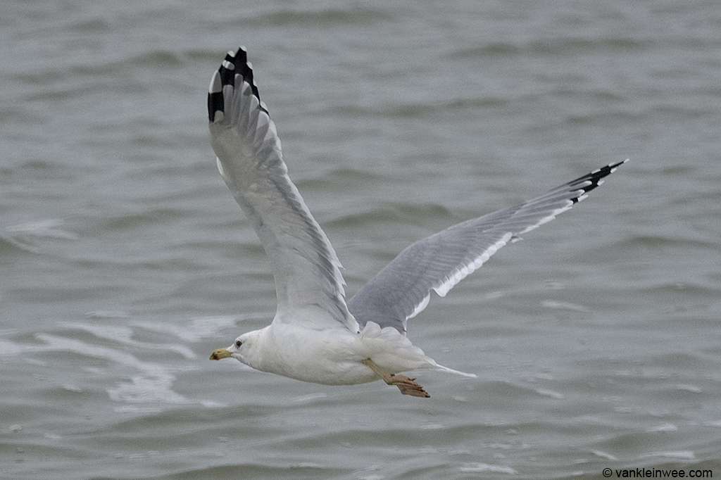Adult Caspian Gull. Westkapelle, The Netherlands, 18 October 2013.