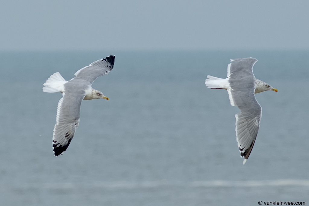 Fourth-calendar year type Yellow-legged Gull (left) with adult Herring Gull (right). Katwijk aan Zee, The Netherlands, 20 October 2013.