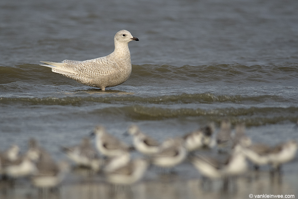 Second-calendar year Iceland Gull with Sanderlings. Katwijk aan Zee, The Netherlands, 18 January 2014.