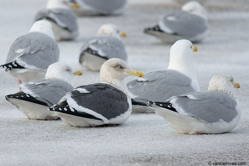 Adult Slaty-backed Gull among adult American Herring Gulls.