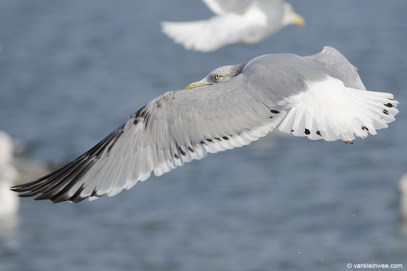 16 February 2014, BP Whiting refinery, Indiana, USA. 4th-calendar year type American Herring Gull with large tertial spots.